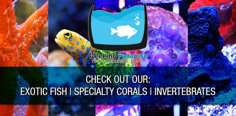WE ARE OPEN! Fully stocked with specialty corals and exotic fish! Come on in and check out our low prices! Keepin12