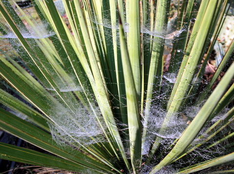 Toile d'araignée au jardin Img_1017
