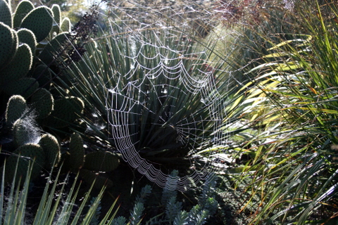 Toile d'araignée au jardin Img_1019