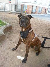 URGENT KAYSER 7 ANS X BOXER  13749510