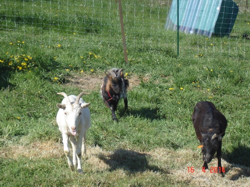 Négresse, blanchette et simon.... Dsc05110