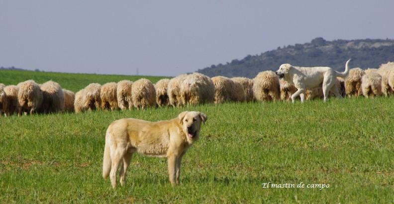 Chien de Race: Mâtin Espagnol Zamora10