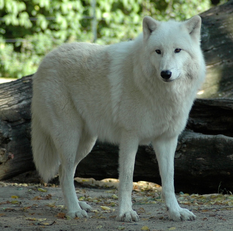 Das Wolfsrudel~ Kanadi10