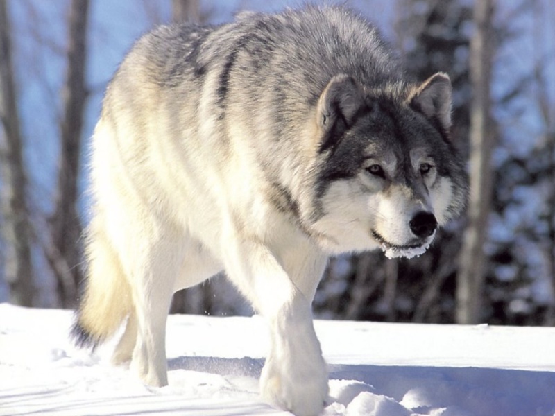 Das Wolfsrudel~ Wolf-h10