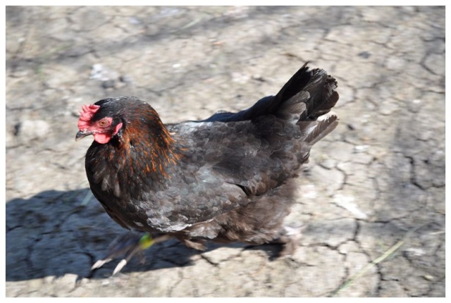Les poules de Gwendoline 2014_038