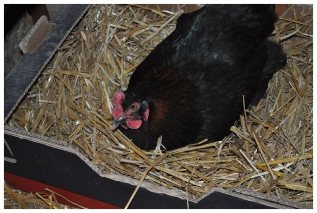 Les poules de Gwendoline 2014_041