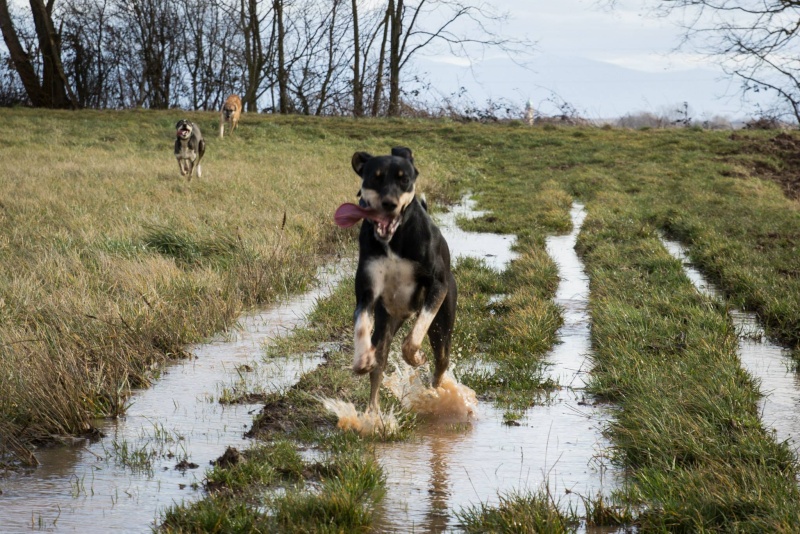 Le team "des chiens, des sport, une seule passion" - Page 13 19327410