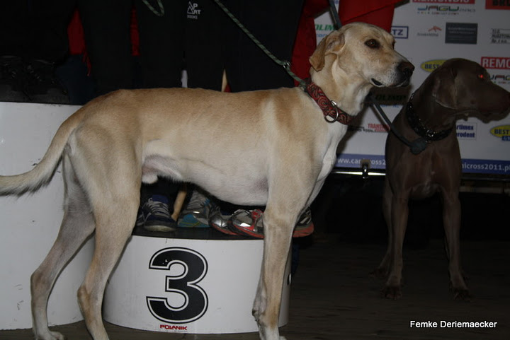 Comment donné ou preparé des poudre protéine à mon chien Poduim10