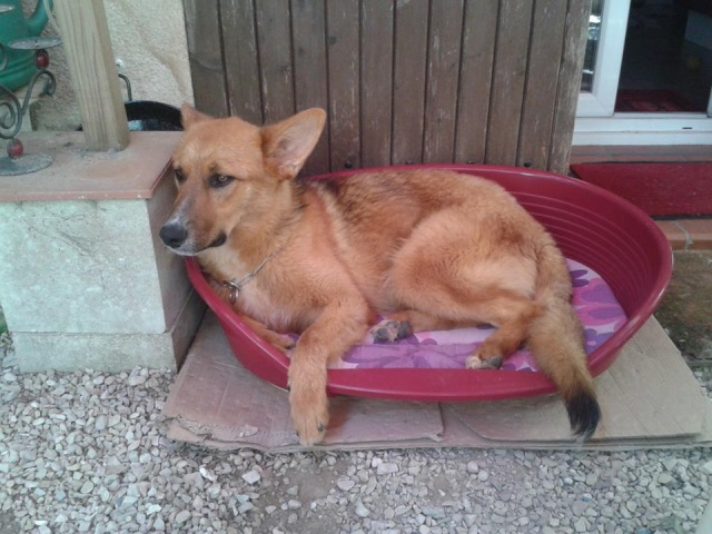 SUELO, x nordique , 11 mois ( Asso 100toits) dep.84 10171111