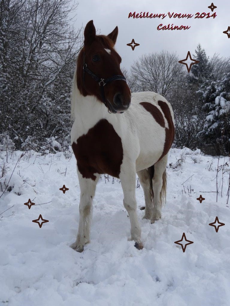 CALINOU - ONC poney né en 1999 - adopté en novembre 2012 par Stéphanie - Page 6 Calino11