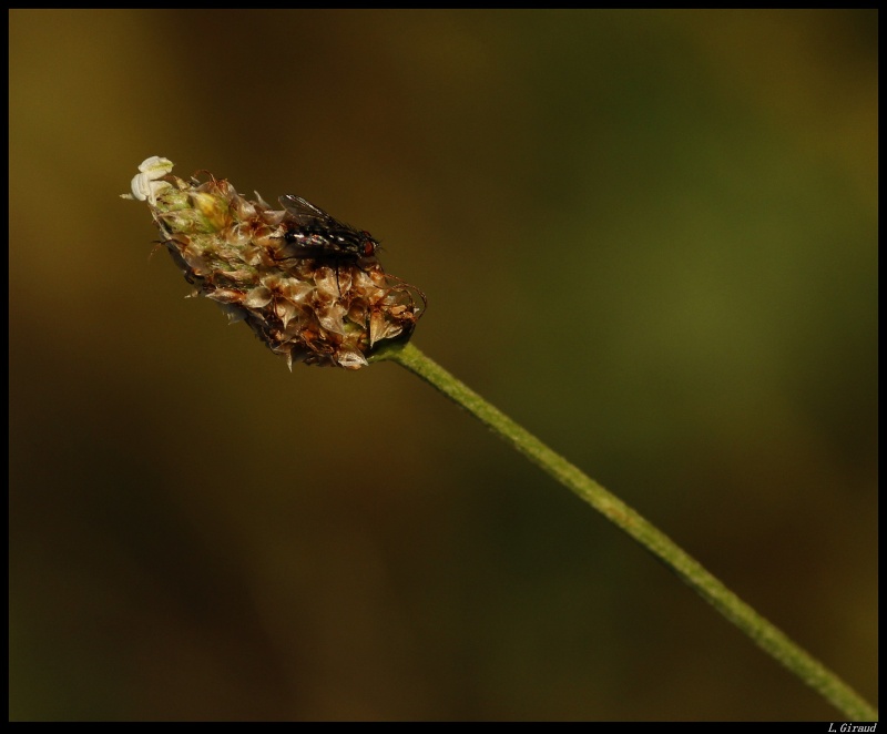 En parlant de mouche... _mg_2910