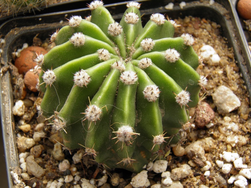 semer des cactus 2013_025