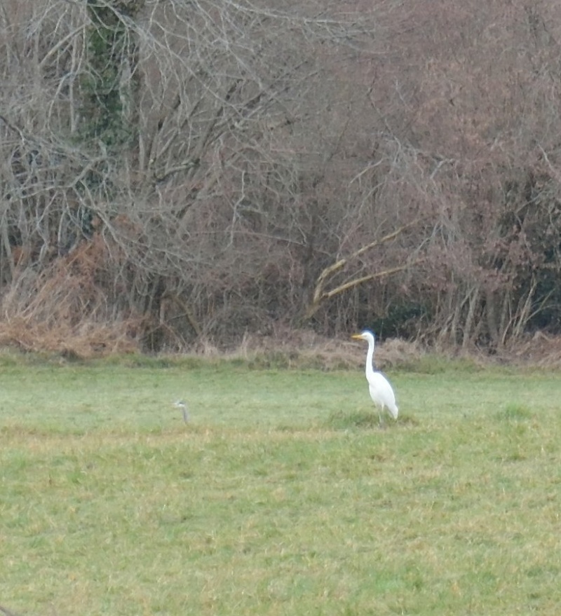 Grande Aigrette Sans_t41