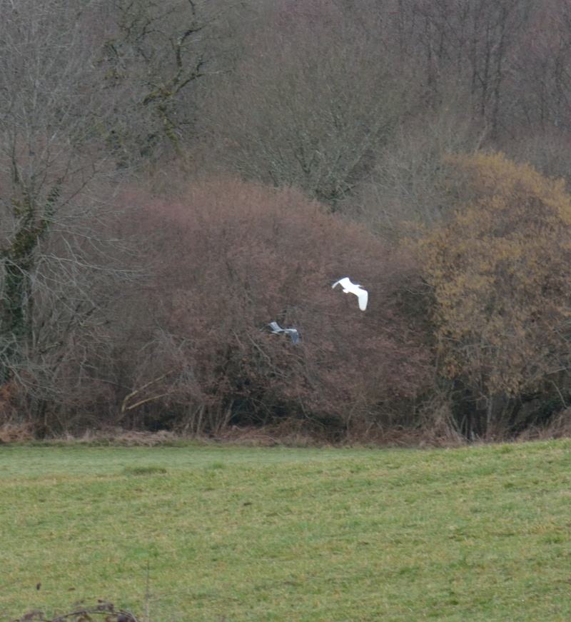 Grande Aigrette Sans_t42