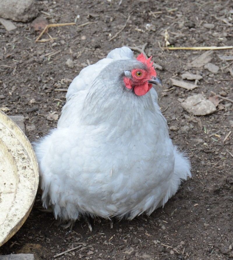 Mes animaux de la Creuse Sans_t46