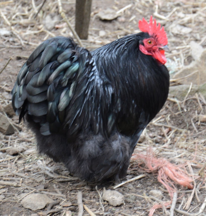 Mes animaux de la Creuse Sans_t47