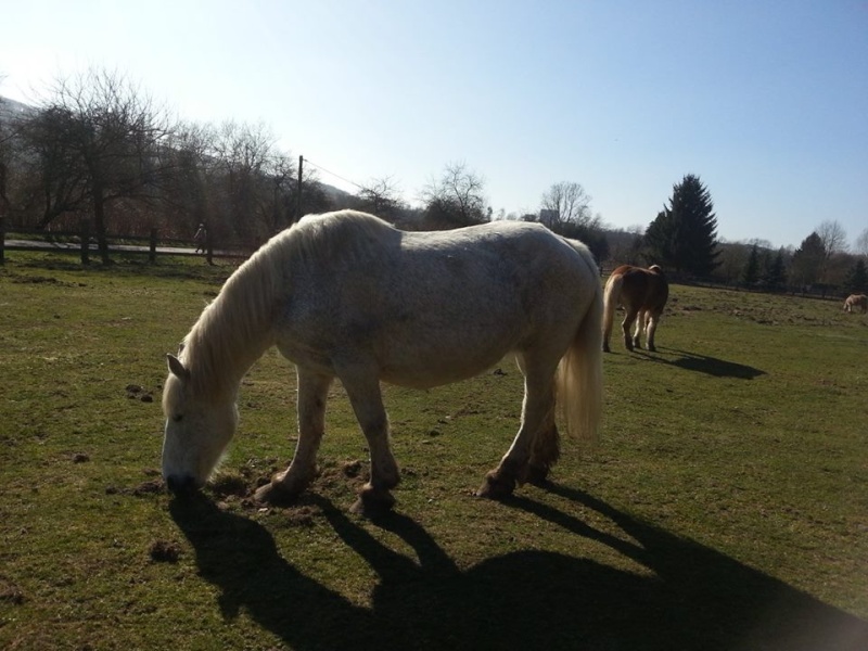 Dep 63, Hermine, jument percheronne  adoptée par Peter ! (Mars 2014) - Page 2 10013810