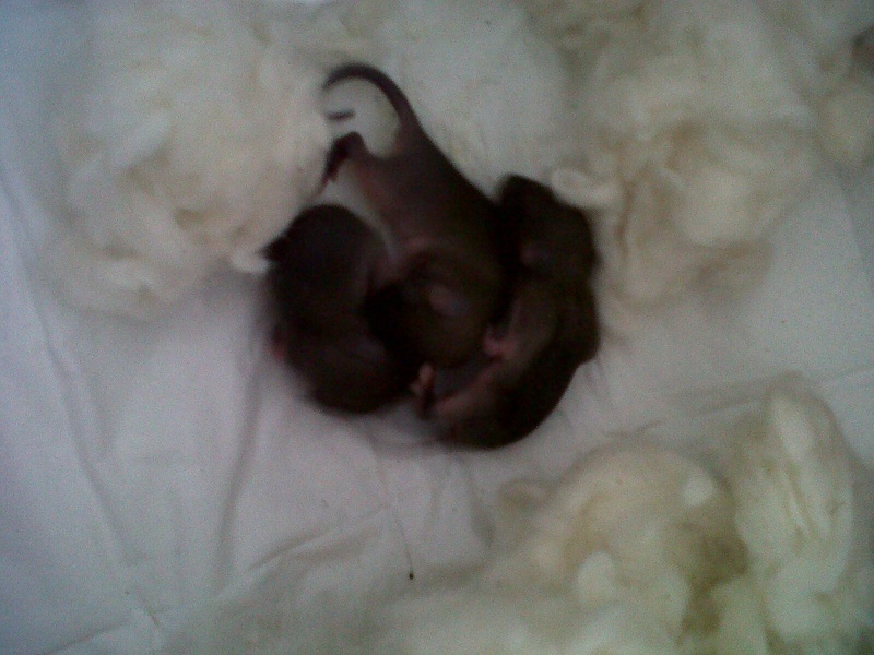 Aide bébé rats . Image13