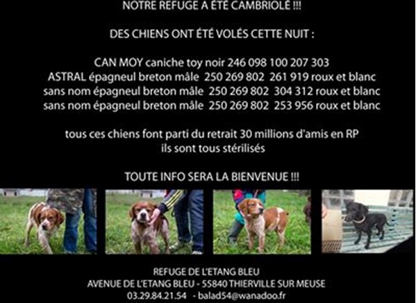 Sos - le refuge de Thierville a été cambriolé  - des chiens ont été volés 33657710