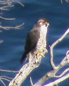 Falco peregrinus brookei Peregr13