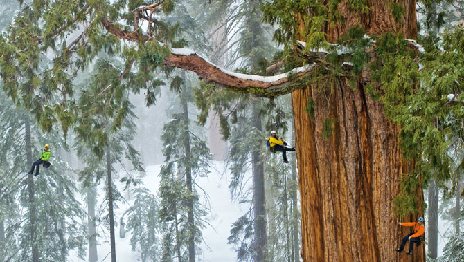Sequoia de 3200 ans - Merci André Marinier Mail_a14