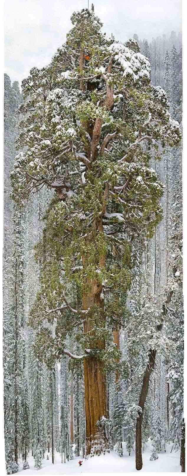 Sequoia de 3200 ans - Merci André Marinier Mail_a19
