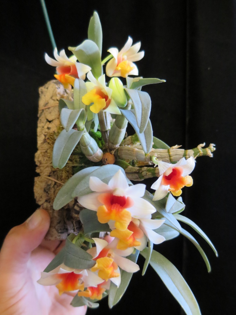 miniatur - Miniatur- Orchideen - Seite 11 2013-117