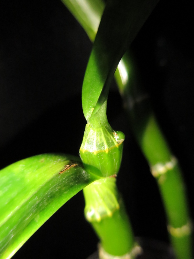 Dendrobium victoria-reginae 2013-129