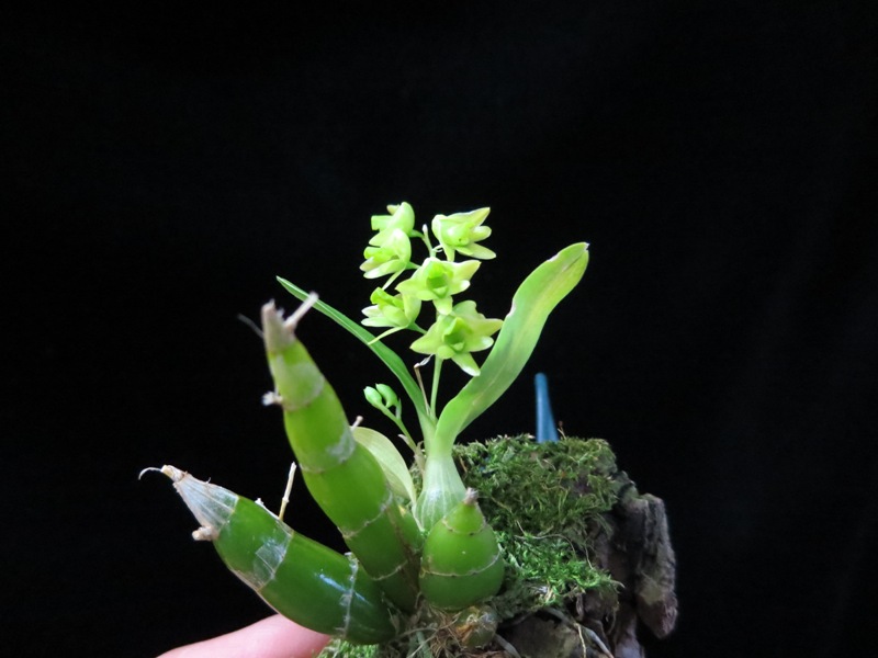 Miniatur- Orchideen - Seite 15 2014-016