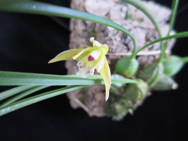 Miniatur- Orchideen - Seite 15 2014-017
