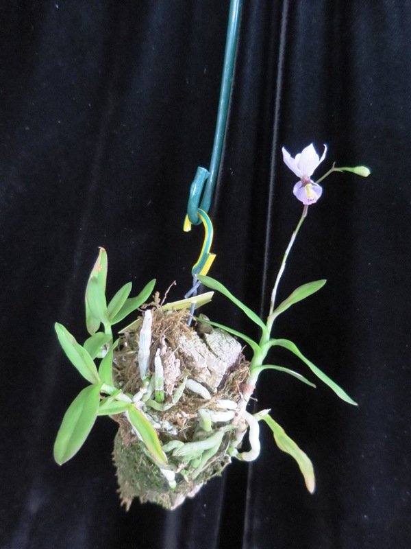 Miniatur- Orchideen - Seite 14 Img_0813