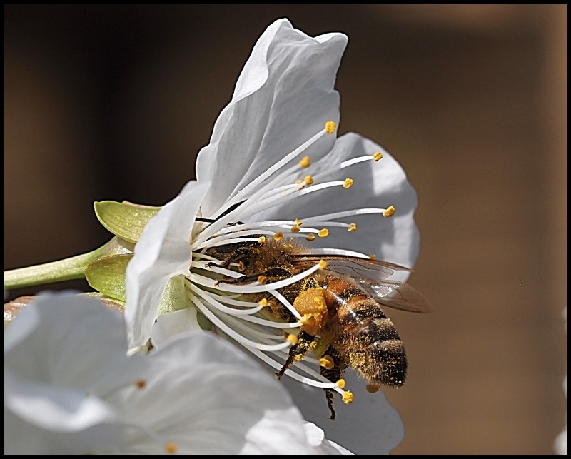Erste Frühlingsboten im Garten und in Wald und Flur - Seite 13 Biene10
