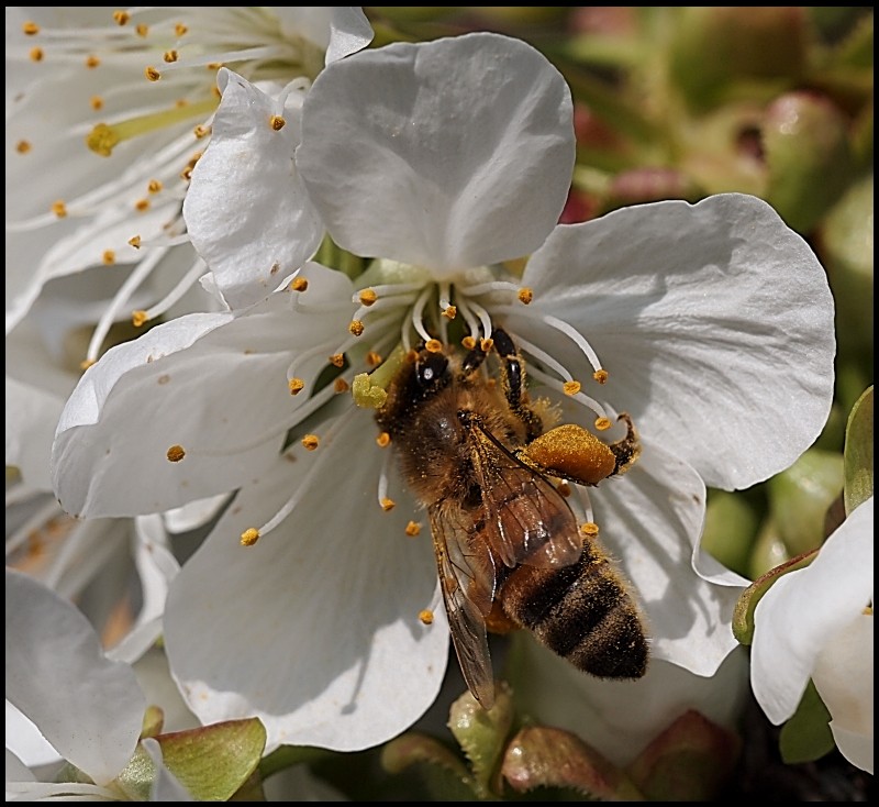 Erste Frühlingsboten im Garten und in Wald und Flur - Seite 13 Biene210