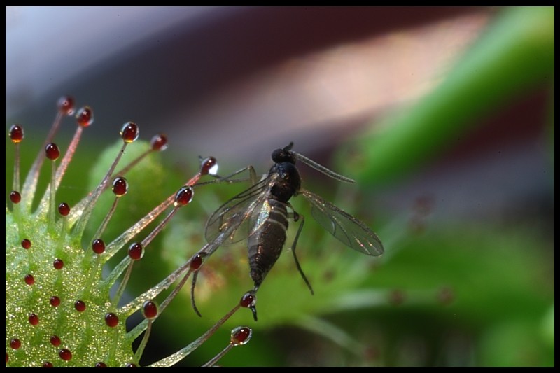 Aussaat - Karnivoren / insektenfangende Pflanzen Teil 1 - Seite 34 Img_4616