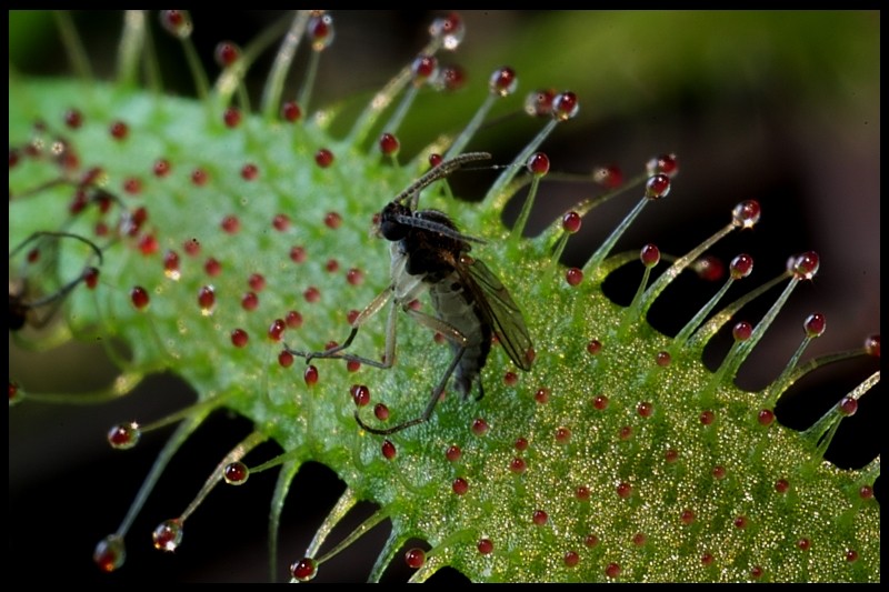 Aussaat - Karnivoren / insektenfangende Pflanzen Teil 1 - Seite 34 Img_4617