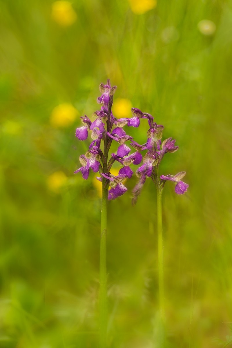 identificazione orchidee _60a2011