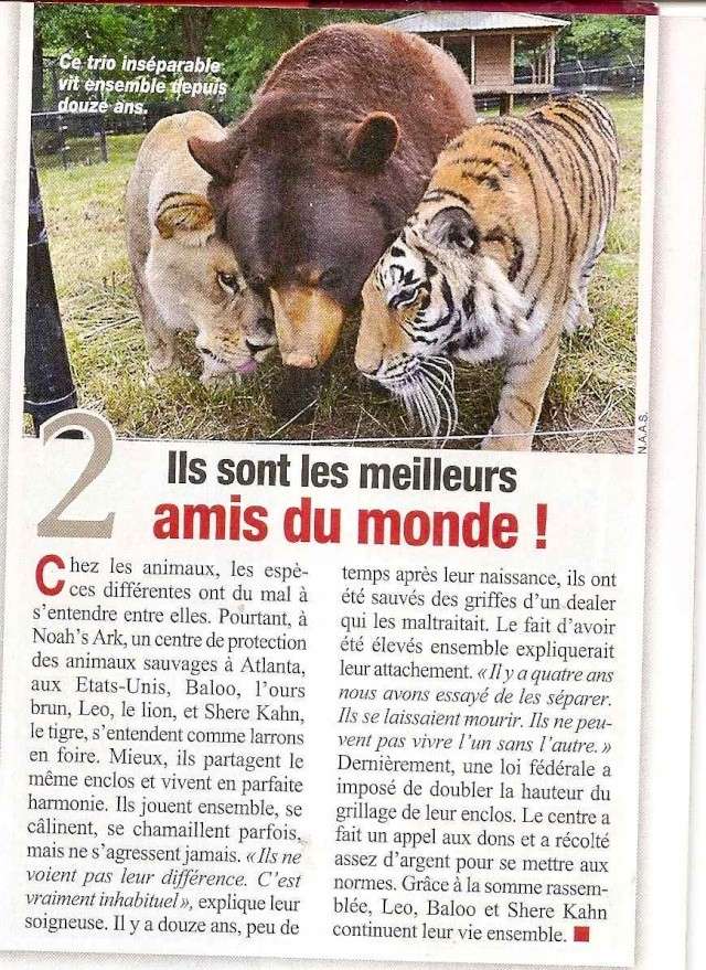 l'OURS dans la presse et les journaux - Page 9 Oursam10