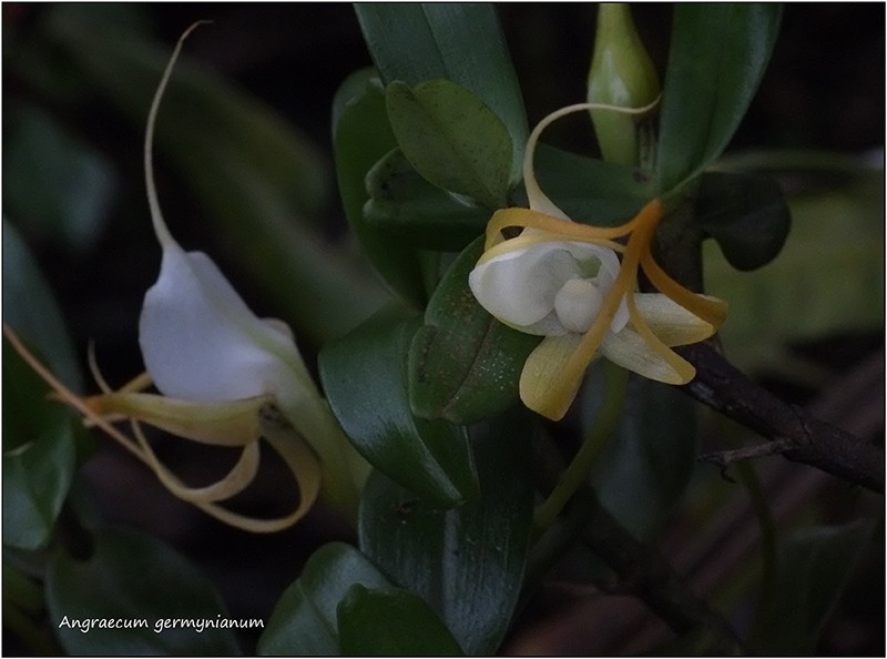 Angraecum germinyanum + corrugatum - deux raretés 80010
