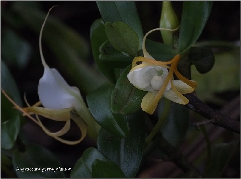 Angraecum germinyanum + corrugatum - deux raretés  80010