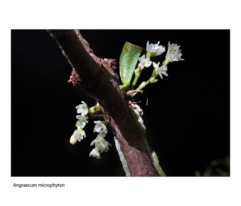 Angraecum microphyton ... ou tenellum ( ? ) Angrae15