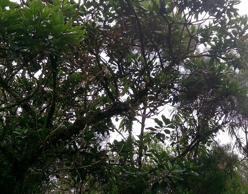 Angraecum microphyton ... ou tenellum ( ? ) Angrae19