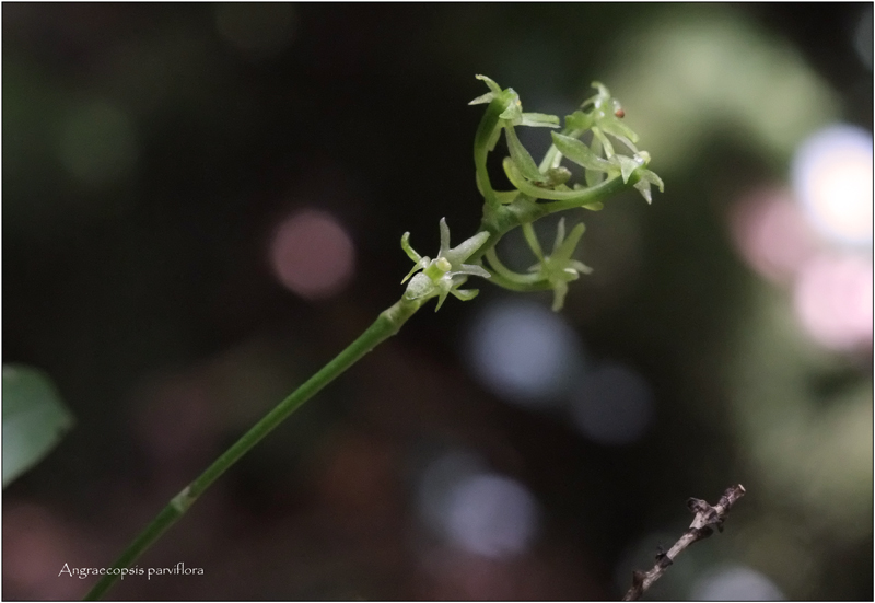 angraecum rare et bulbo caespitosum Angrae37
