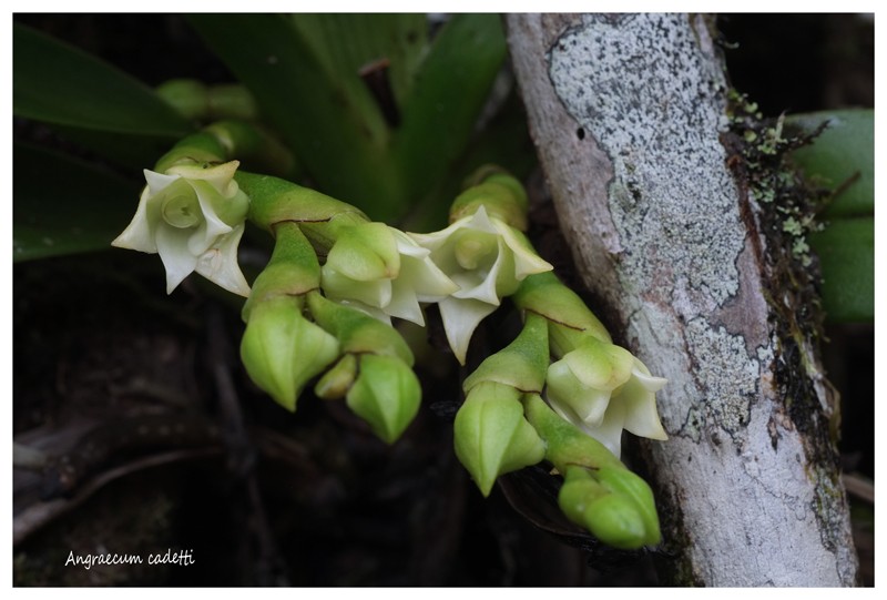 Angraecum germinyanum + corrugatum - deux raretés  Angrae61