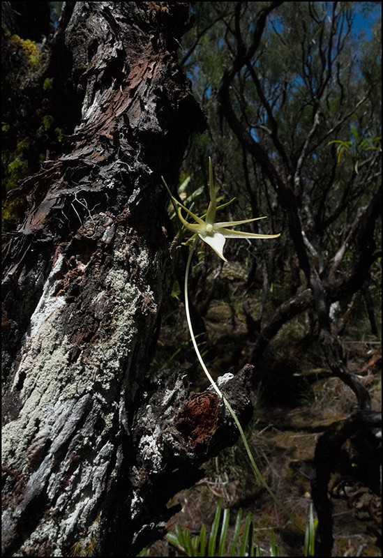 Angraecum cornigerum, la belle endémique Angrae65