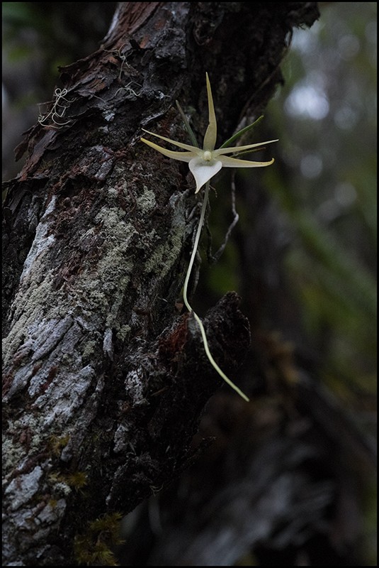 Angraecum cornigerum, la belle endémique Angrae71