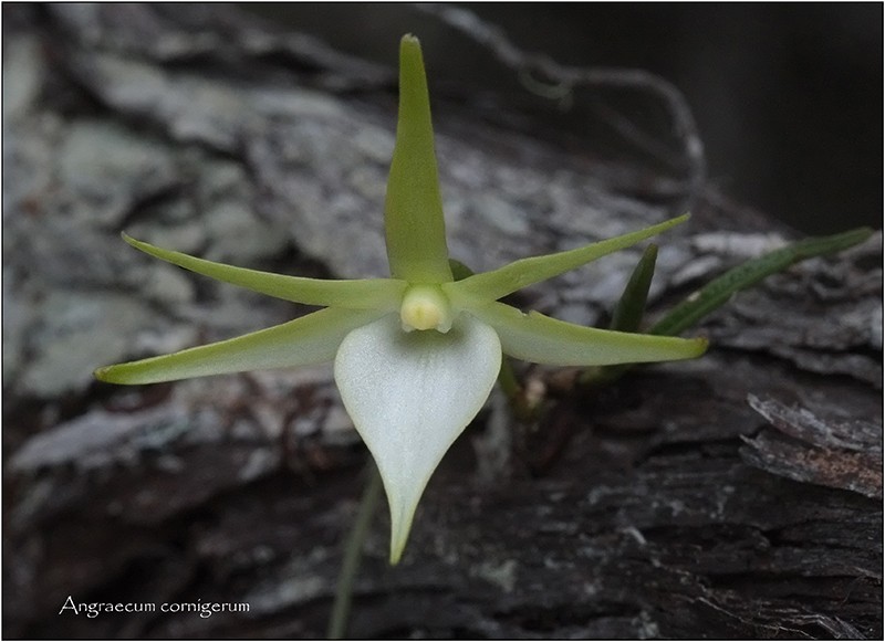 Angraecum cornigerum, la belle endémique Angrae76