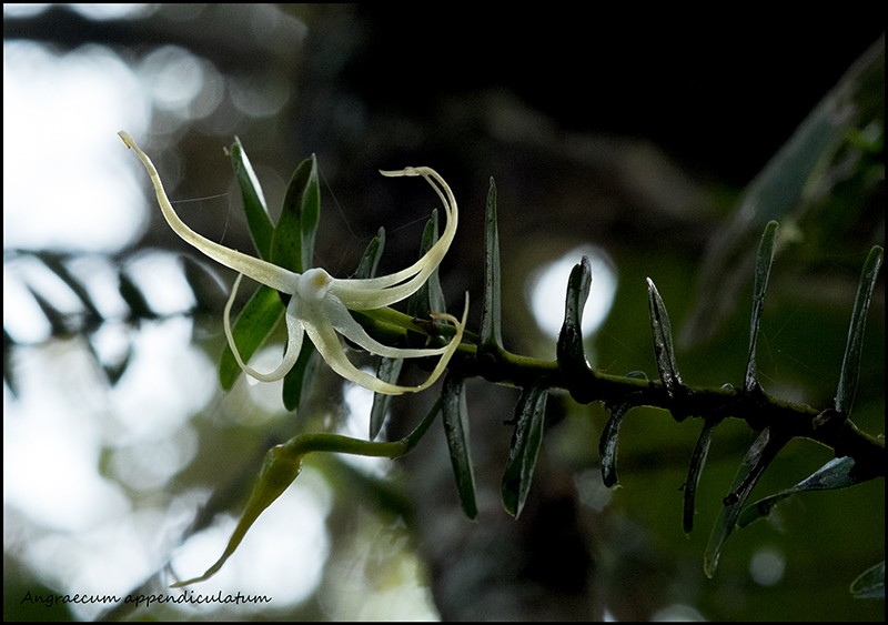 Angraecum cornigerum, la belle endémique Angrae77