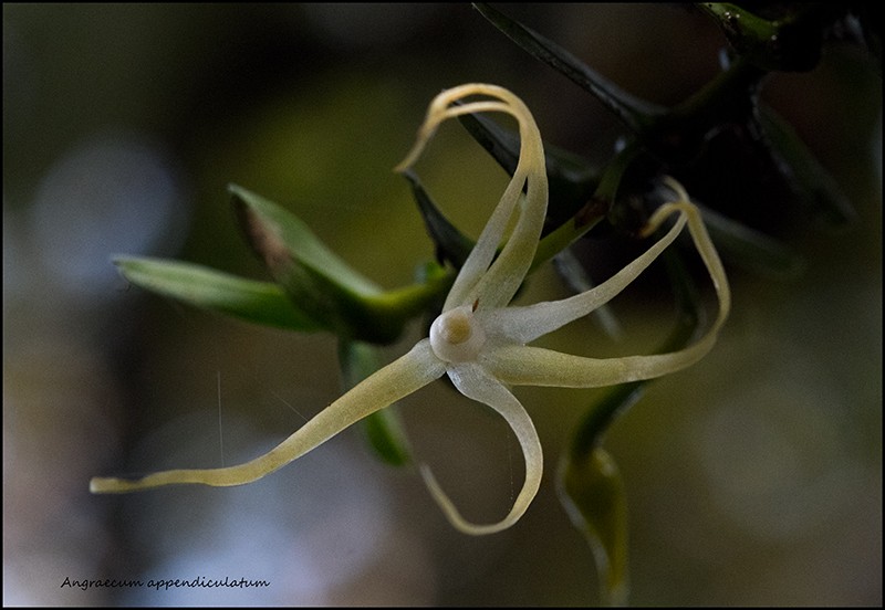Angraecum cornigerum, la belle endémique Angrae78