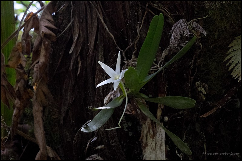 Angraecum borbonicum, orchidée commune mais capricieuse Angrae81