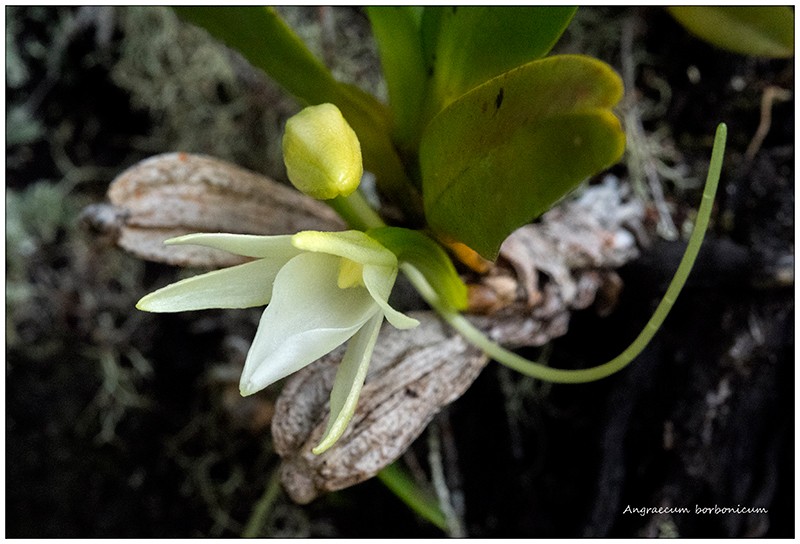 Angraecum borbonicum, orchidée commune mais capricieuse Angrae83